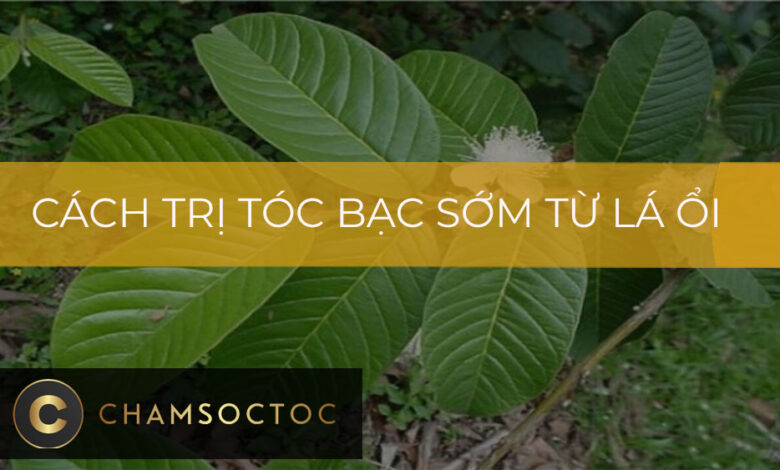 Cách trị tóc bạc sớm từ lá ổi