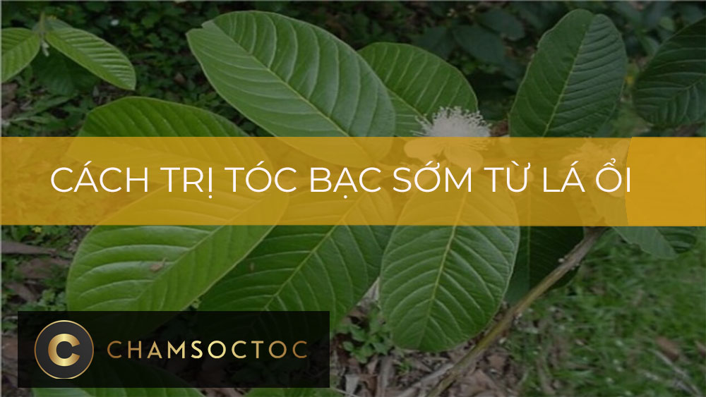 Cách trị tóc bạc sớm từ lá ổi