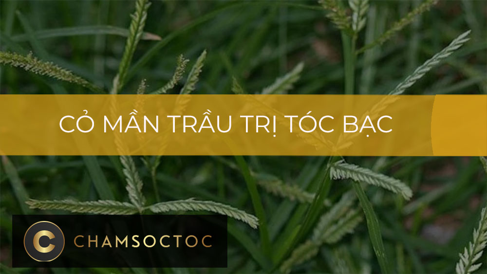 Cỏ mần trầu trị tóc bạc